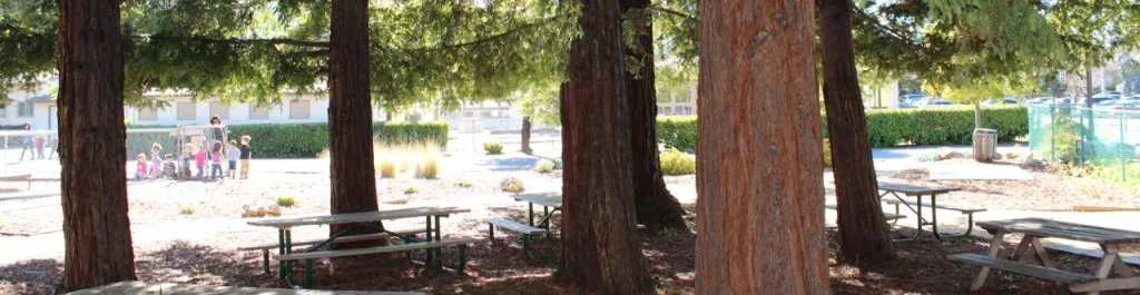 Redwood trees, benches, picnic tables, and string lights in our Redwood Grove.